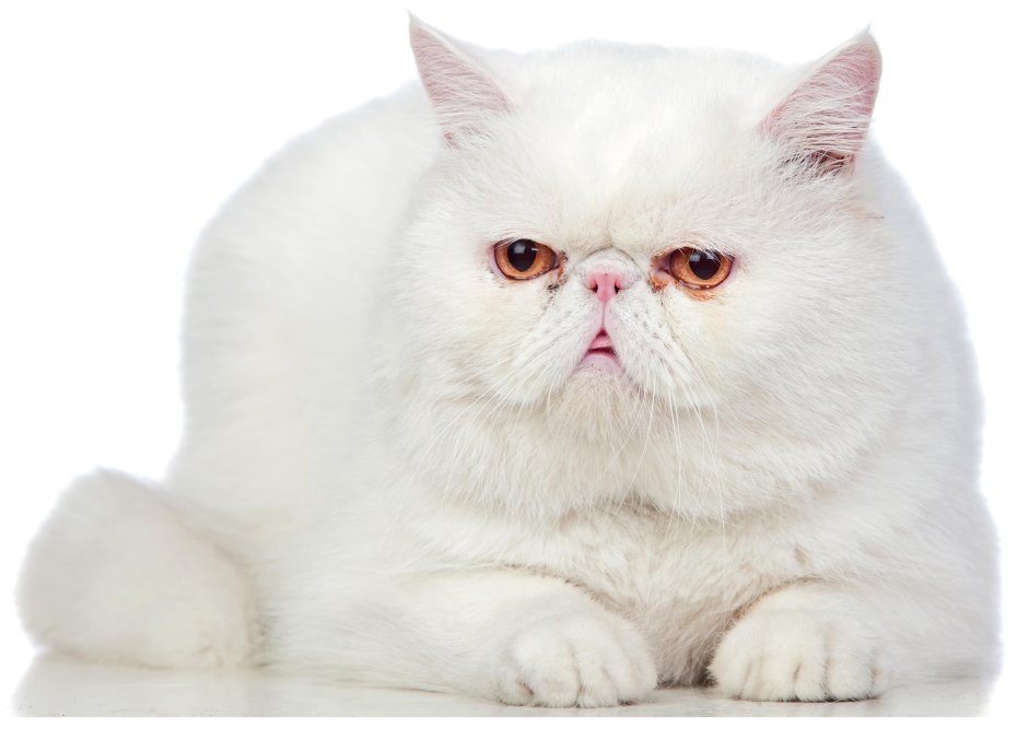 Экзотическая короткошерстная кошка на белом фоне