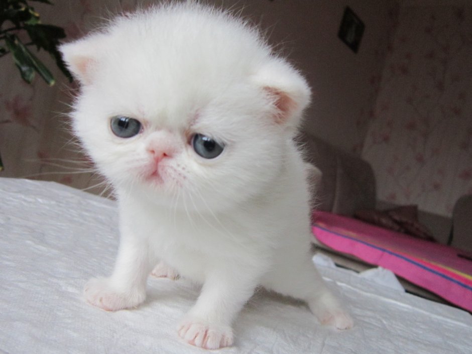 Экзот белый