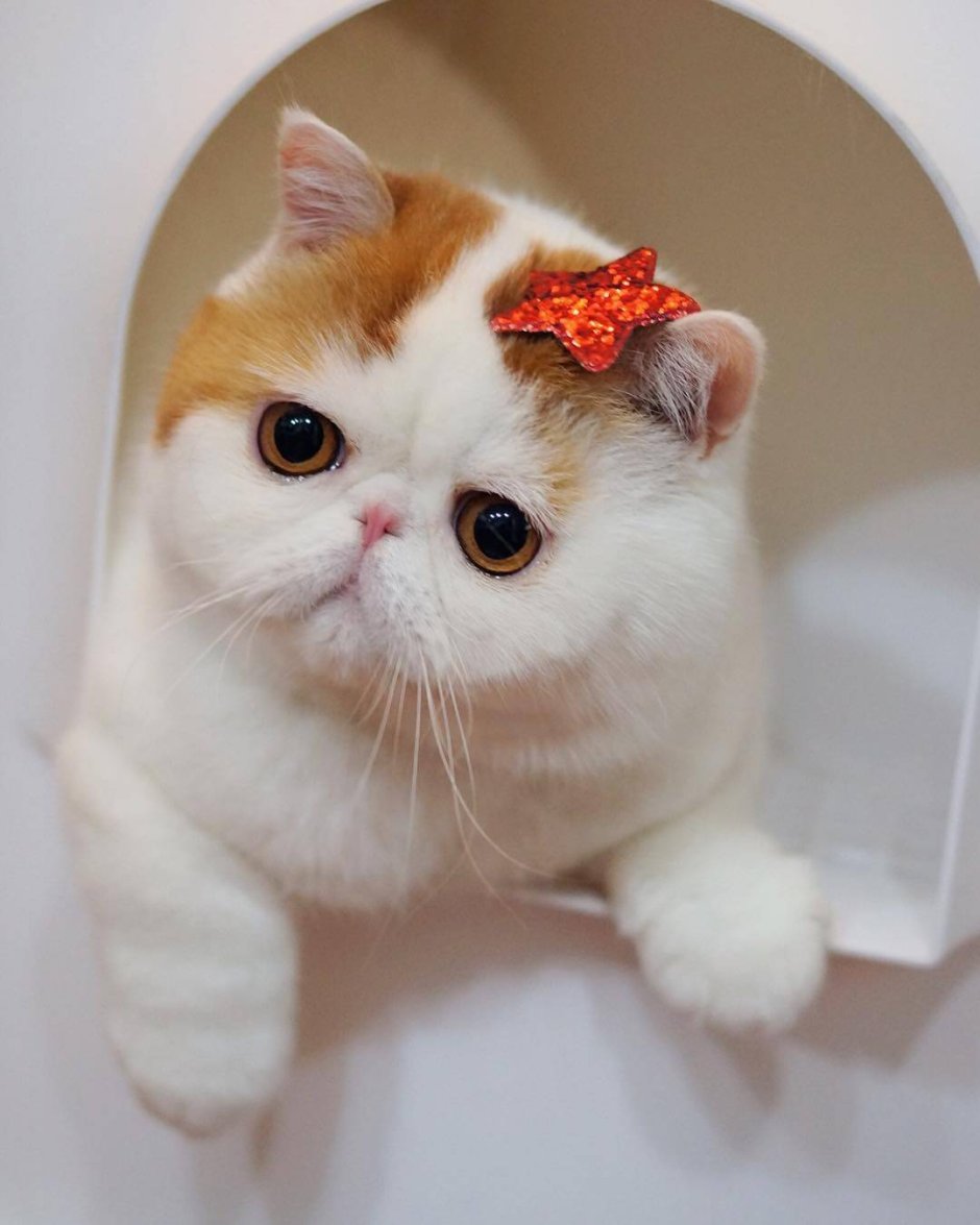 Экзот кошка