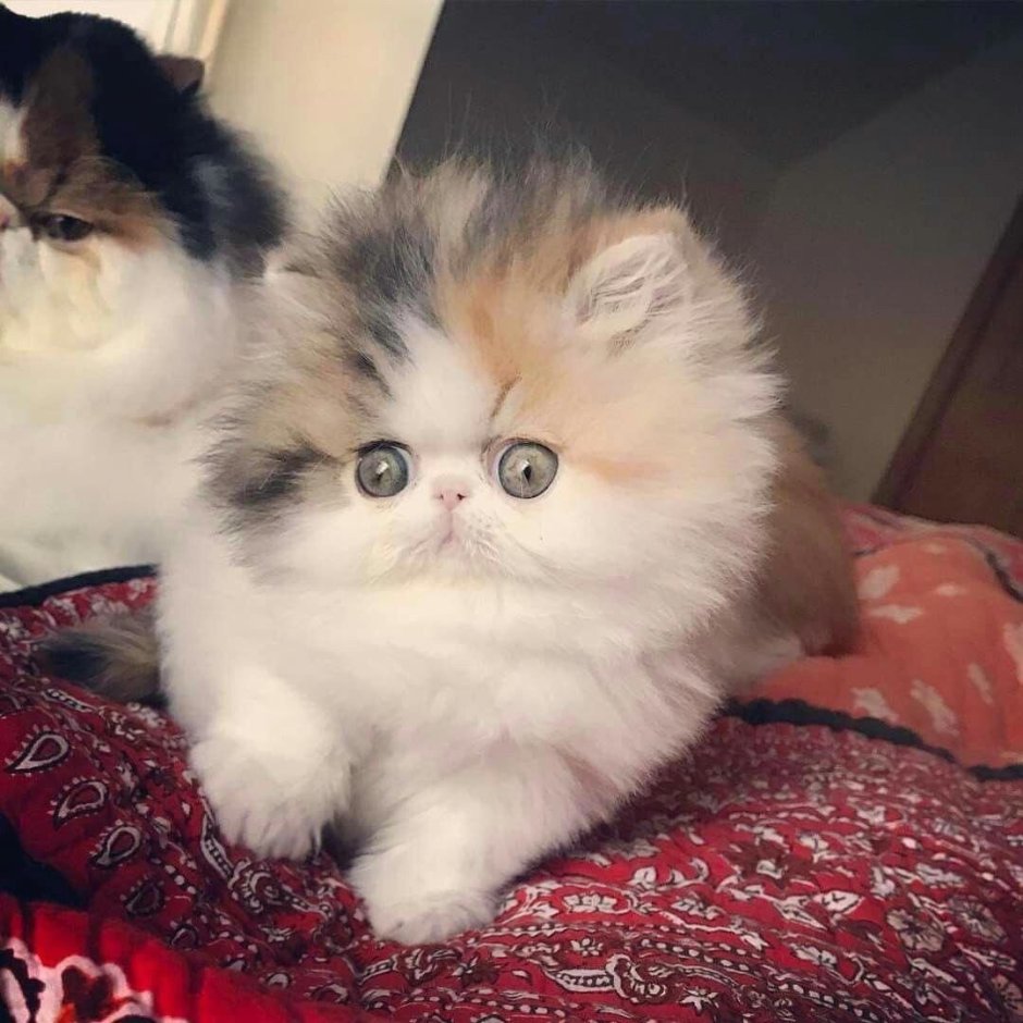 Персидская кошка