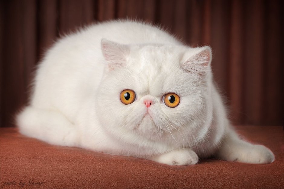 Вислоухий экзот Манчкин