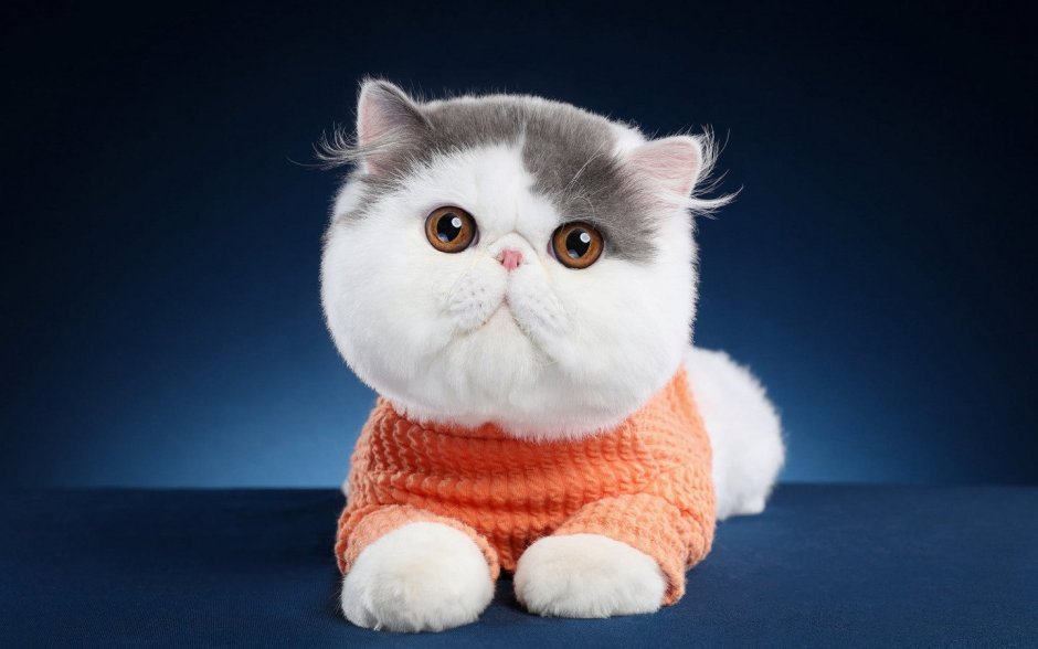 Экзотическая короткошерстная кошка