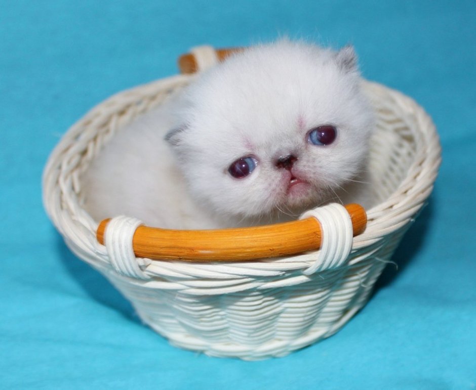 Вислоухий экзот