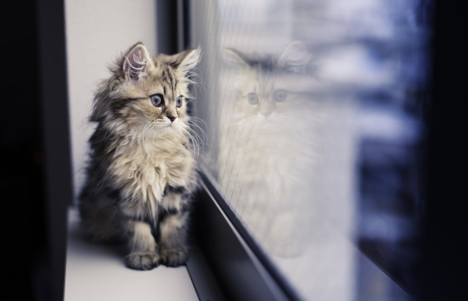 Кошка на окне