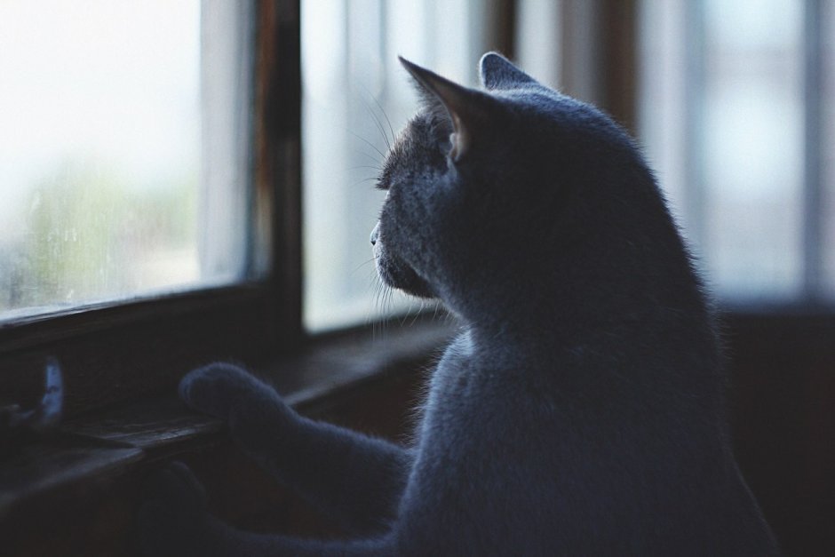 Кошка ждет у окна