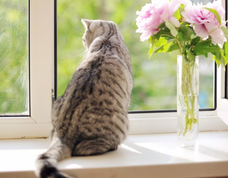 Котенок на подоконнике