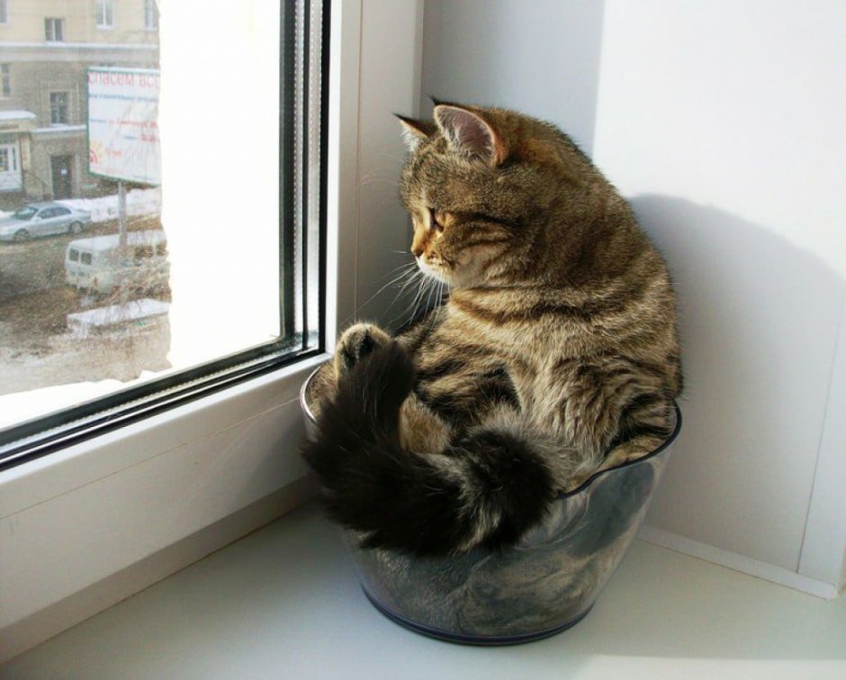 Кот ждет хозяина