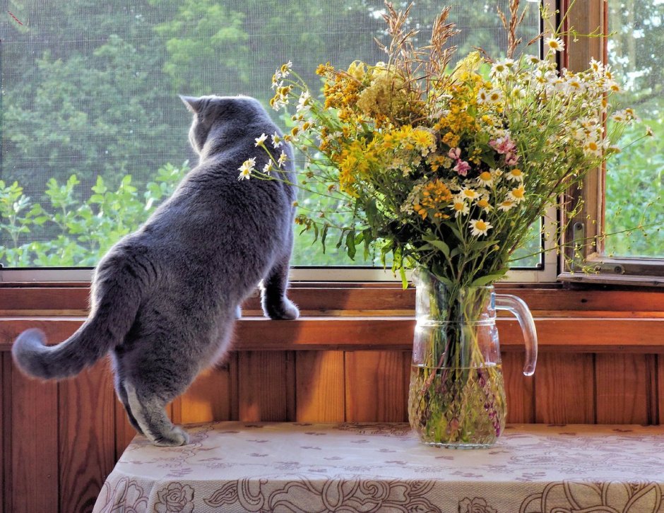 Кот на окне