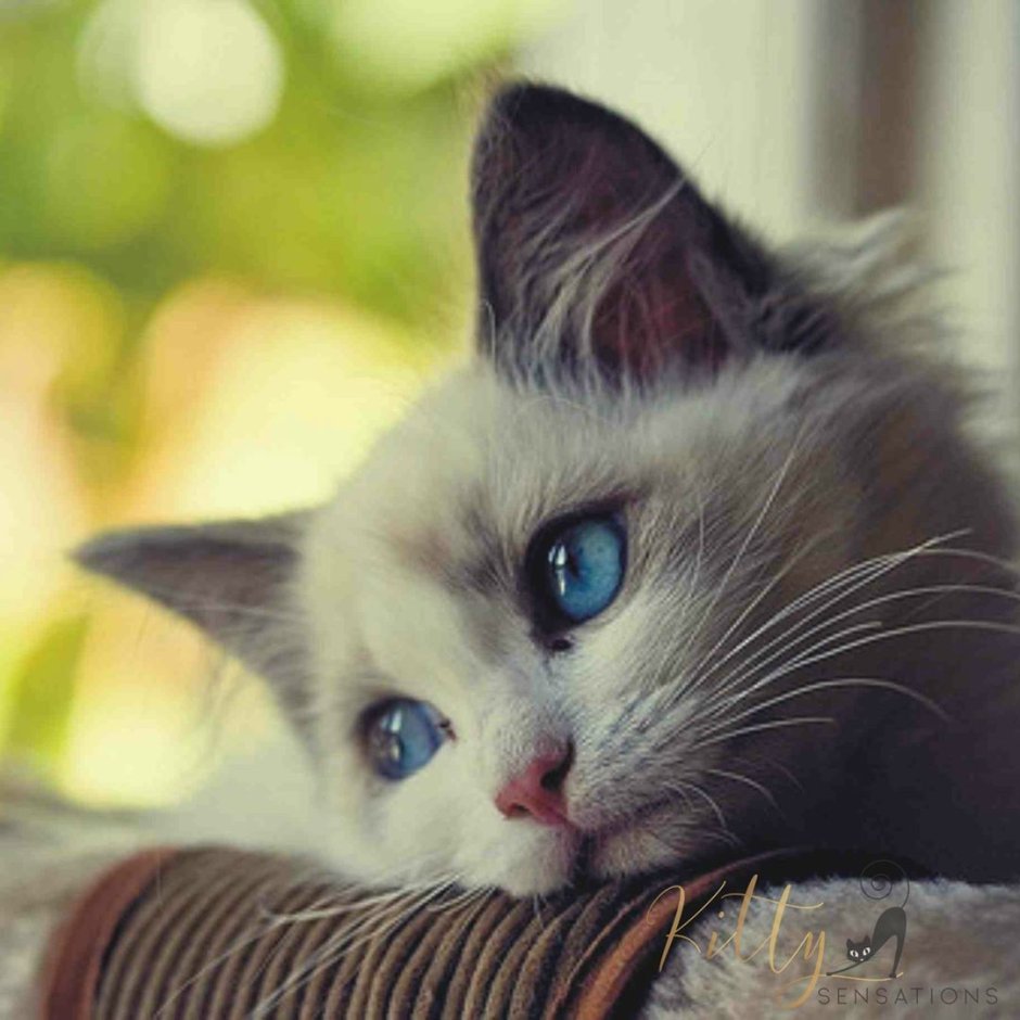 Кот скучает