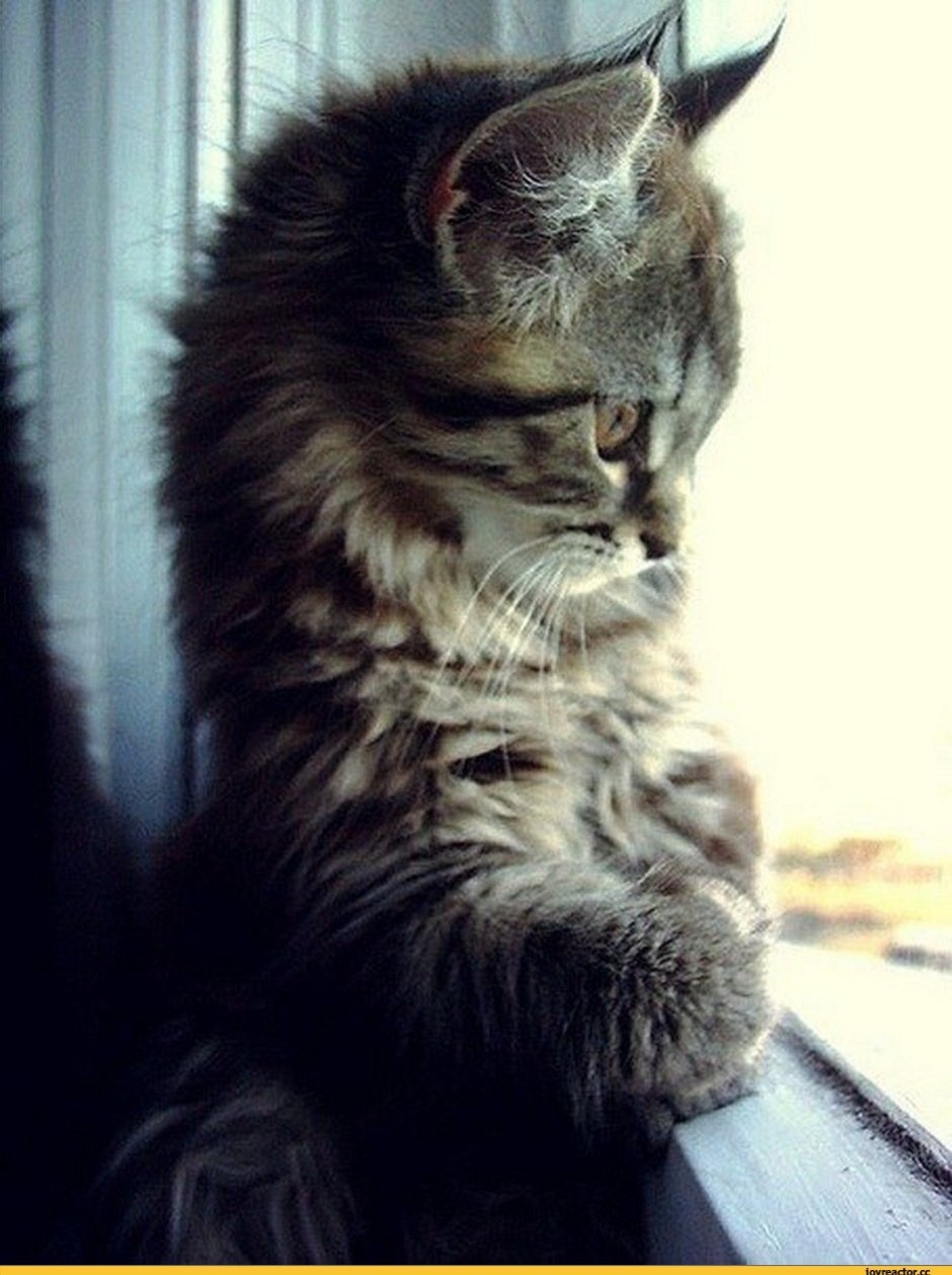 Котенок ждет