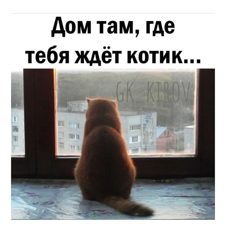 Картинка кот ждет