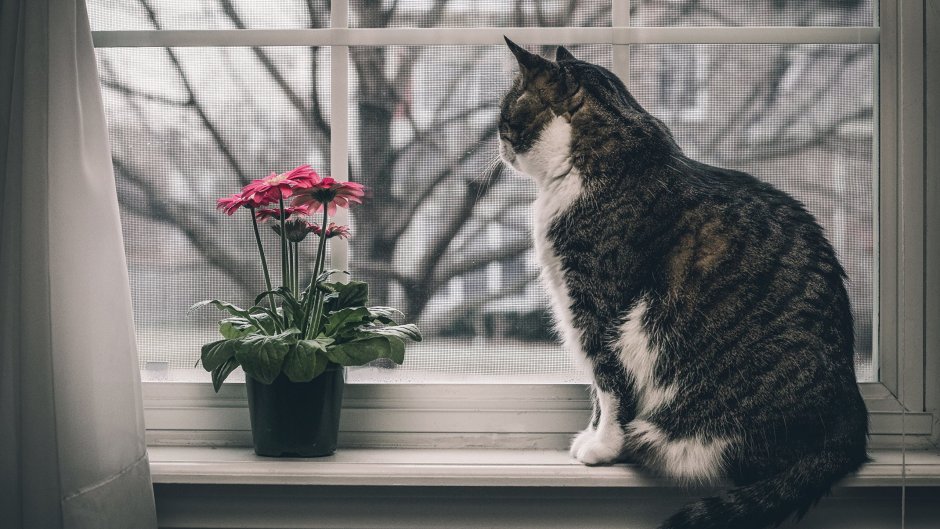 Котик на подоконнике