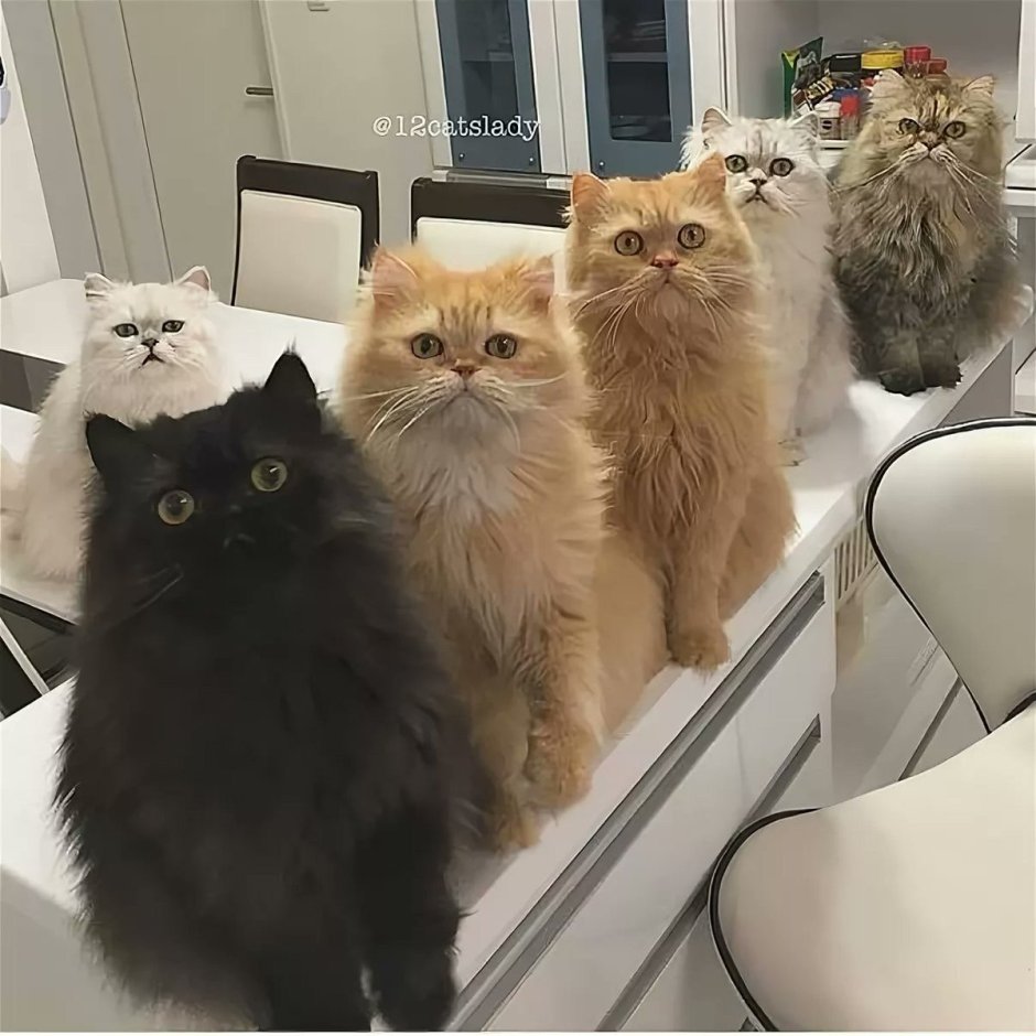 Кот ждет