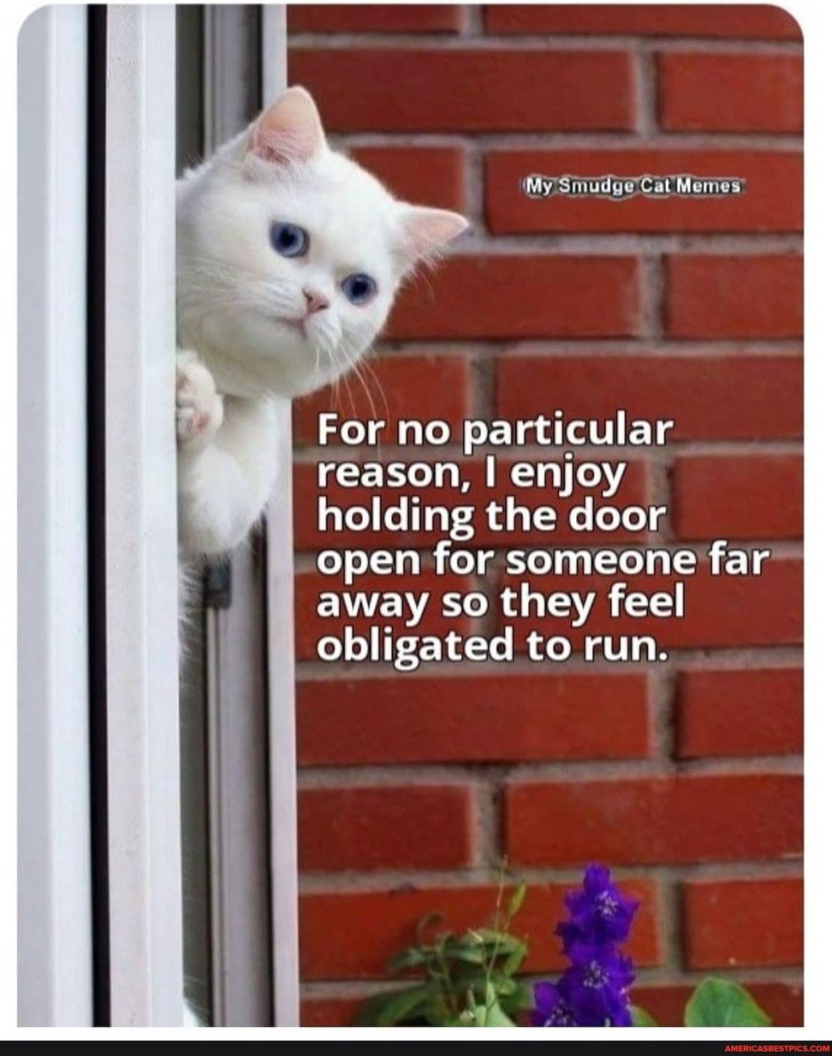 Котенок у окна