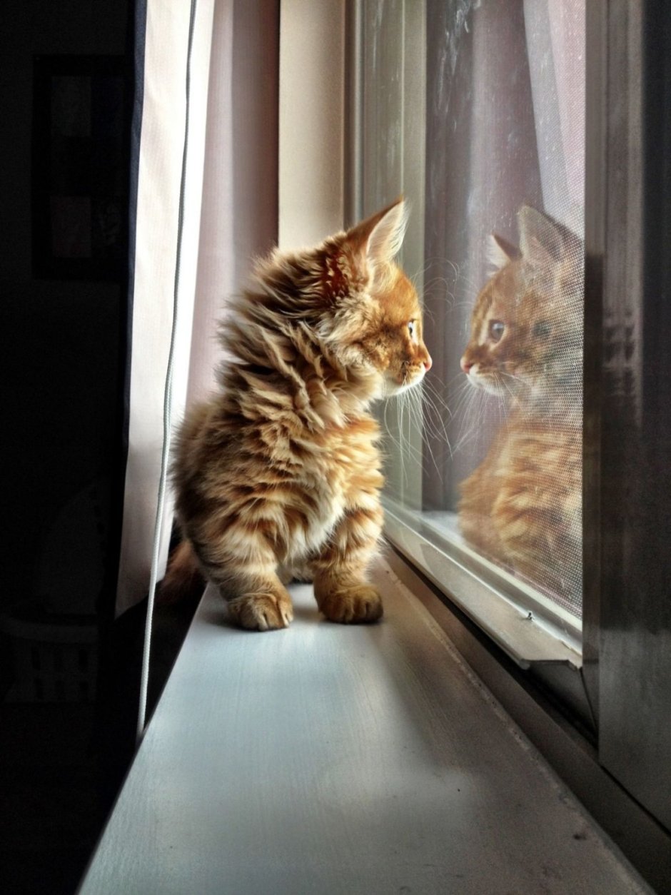 Кот на окне