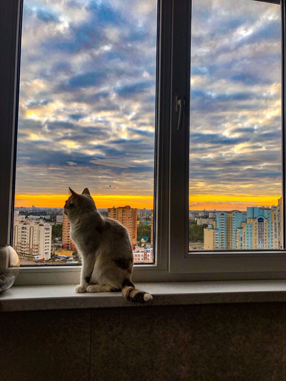 Кот на окне
