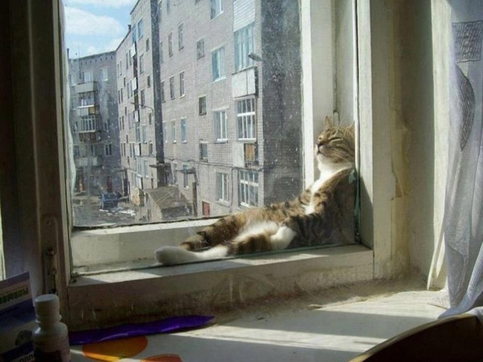 Кот на подоконнике Весна
