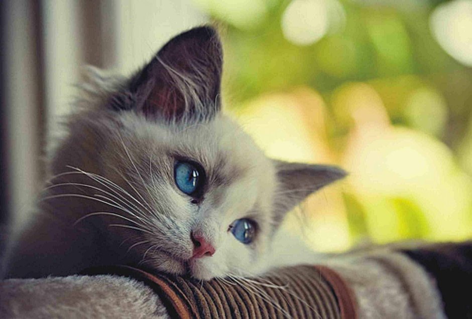 Котенок скучает