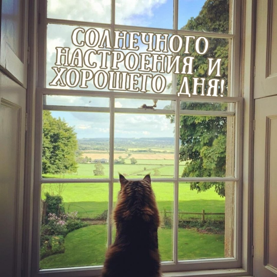 Кот ждет