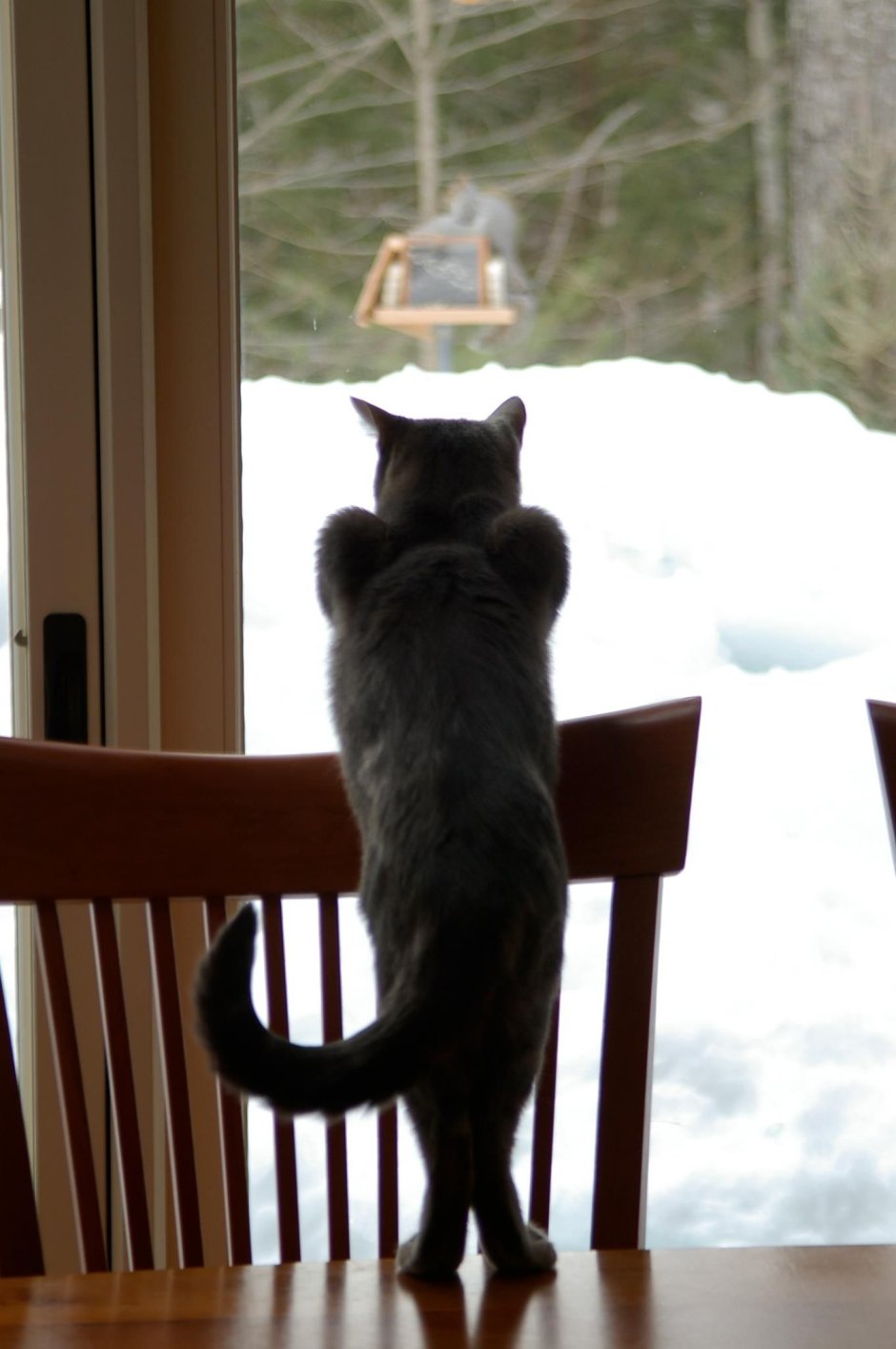 Кот ждет