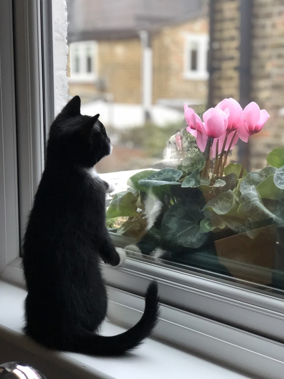 Котенок у окна