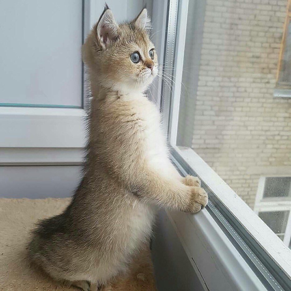 Котенок ждет у окна