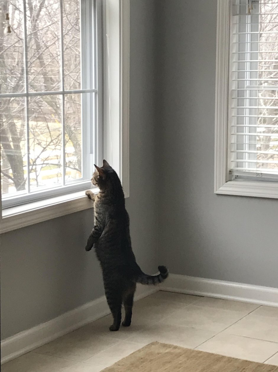 Кошка ждет у окна