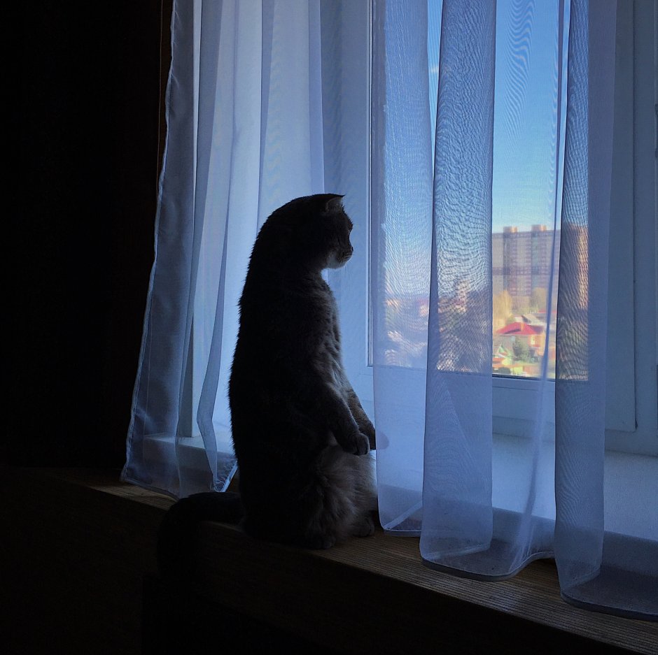 Котик у окна ночью
