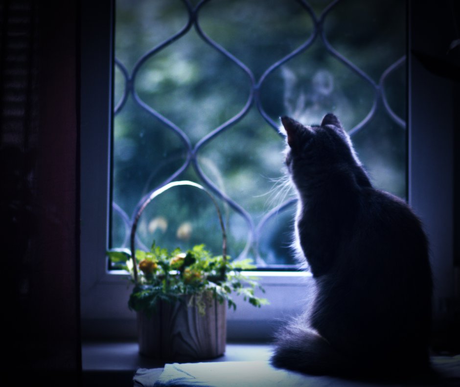 Кошка на окне