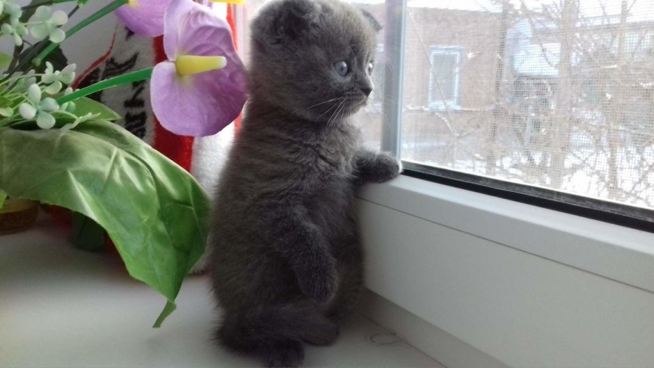 Котенок ждет