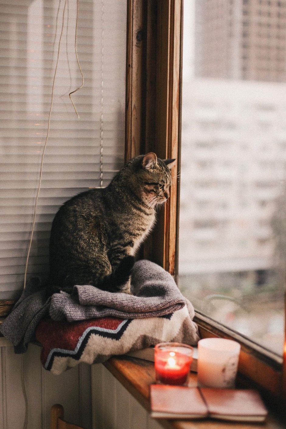 Кот на окне