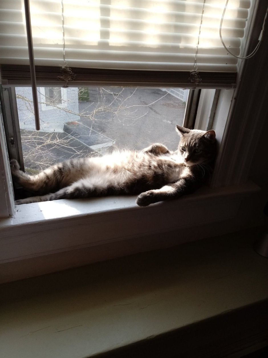 Котик жде