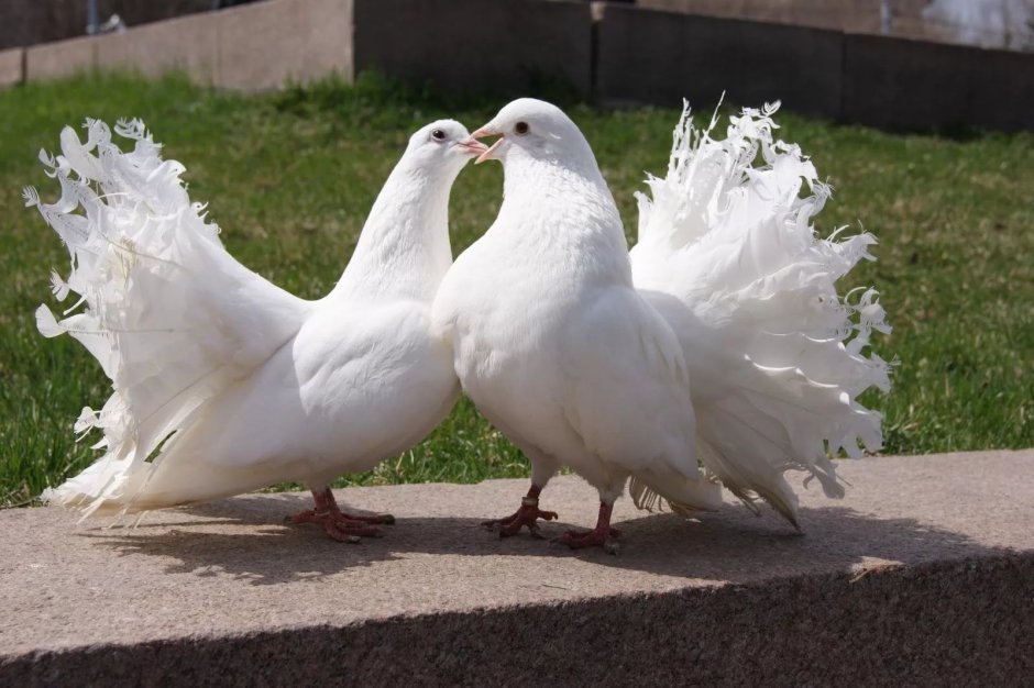 Белый голубь на черном фоне