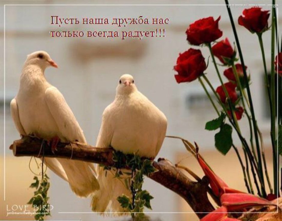 Пара голубей
