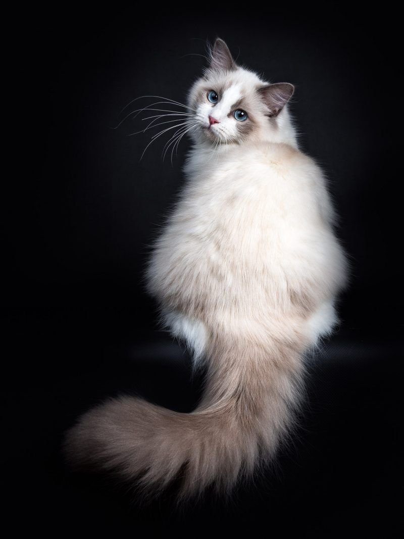 Балинезийская Рэгдолл