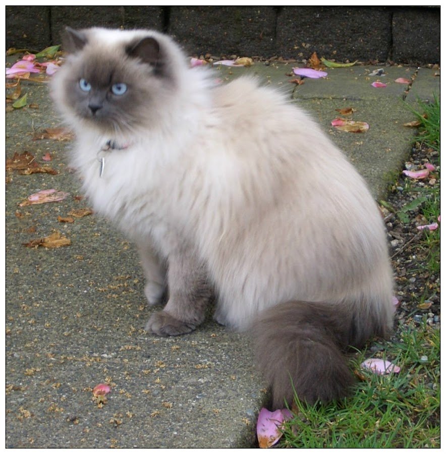 Гималайская кошка серая