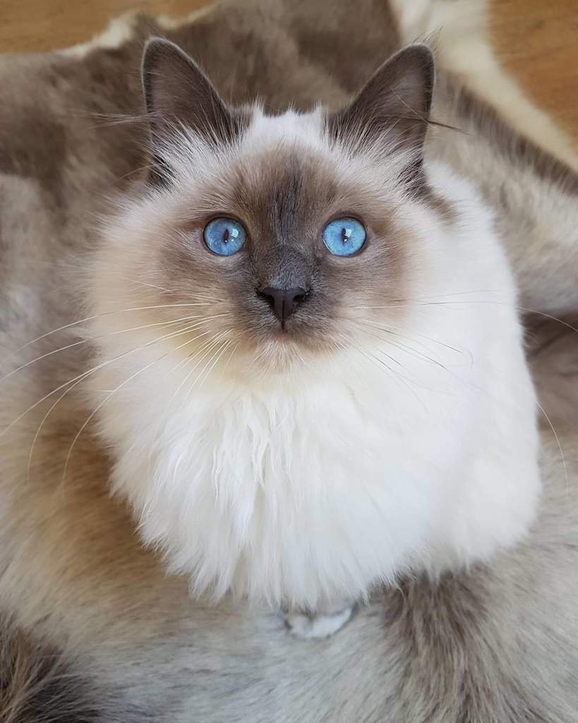 Сиамская длинношерстная кошка