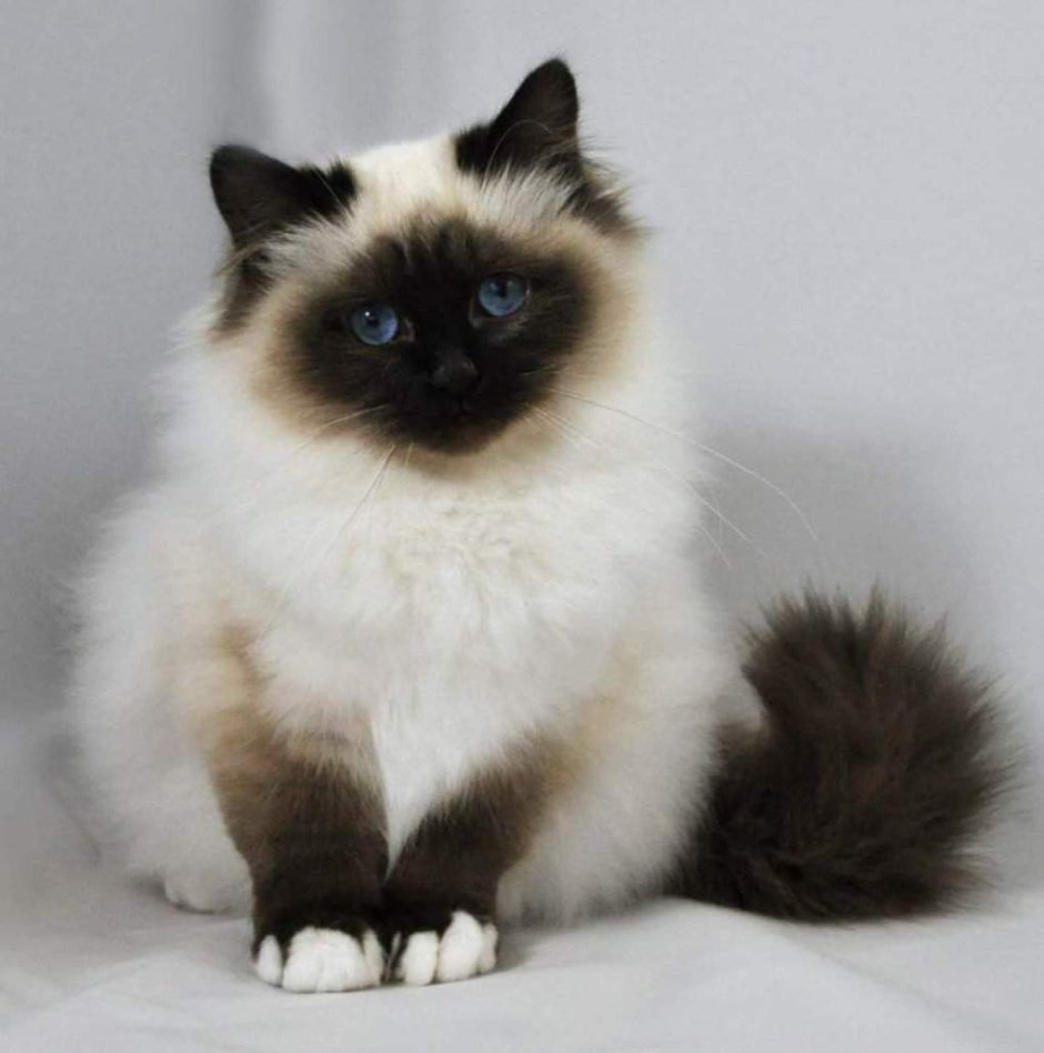 Гималайский колор Пойнт