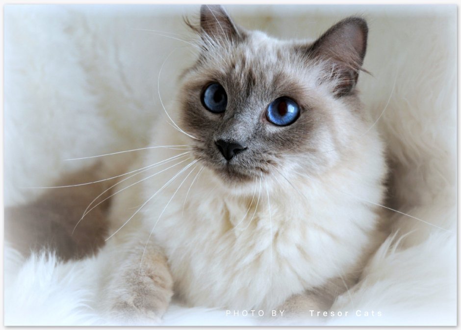 Кошки похожие на сиамских