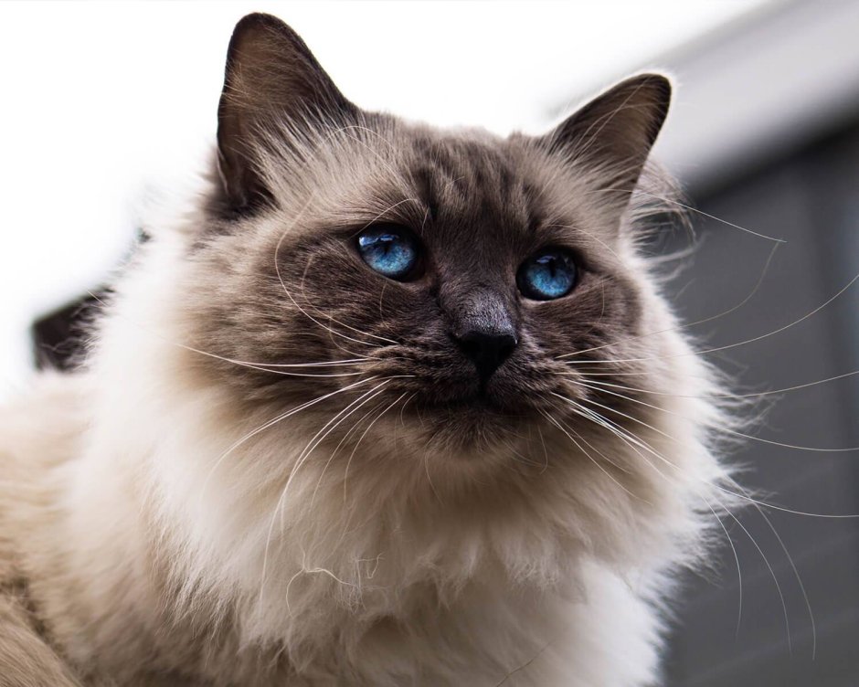 Балинезийская кошка