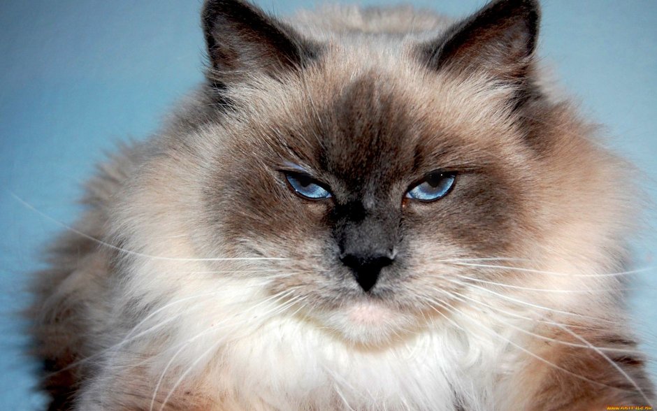 Голубоглазый кот длинношерстный