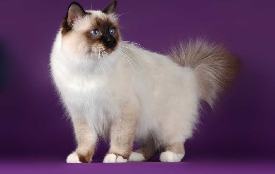 Невская маскарадная кошка помесь