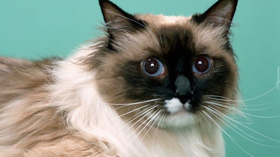 Балинезийская Рэгдолл