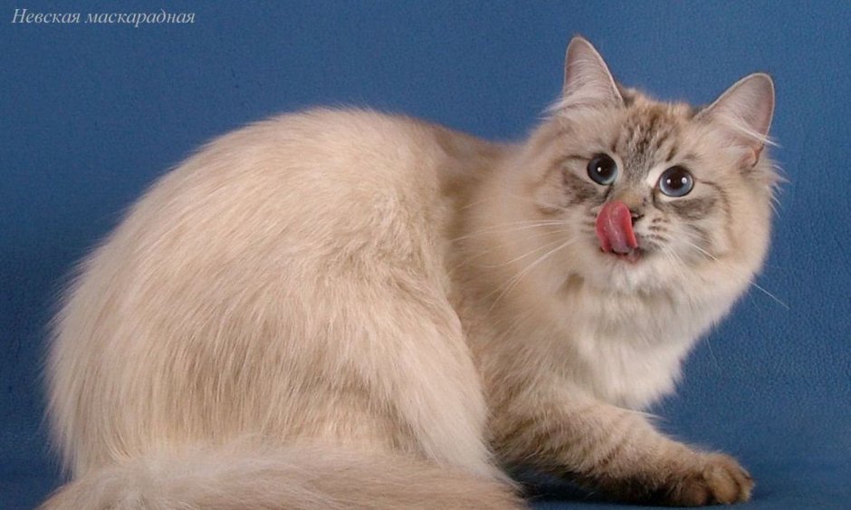 Бирманская Сиамская кошка
