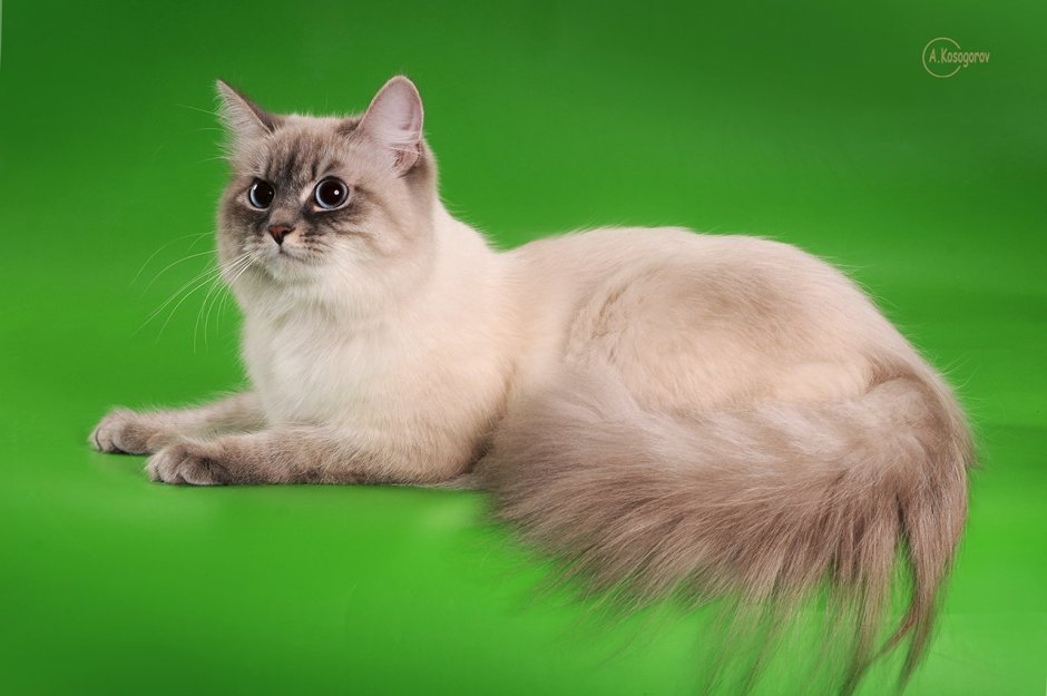 Невская маскарадная короткошерстная