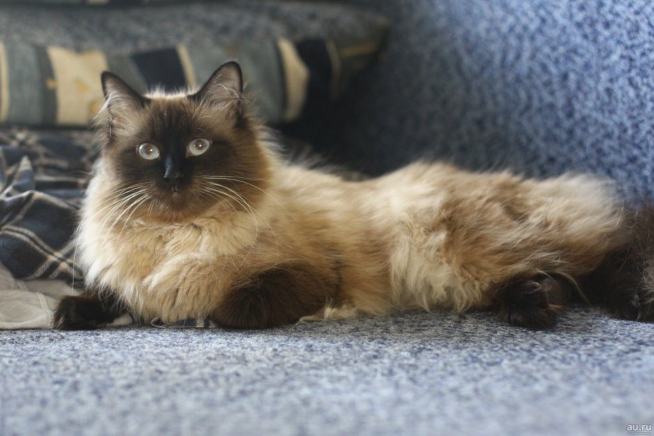 Невская маскарадная кошка темная