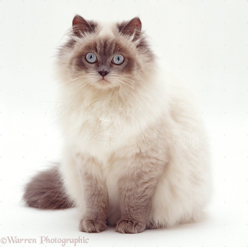 Рэгдолл колор Пойнт