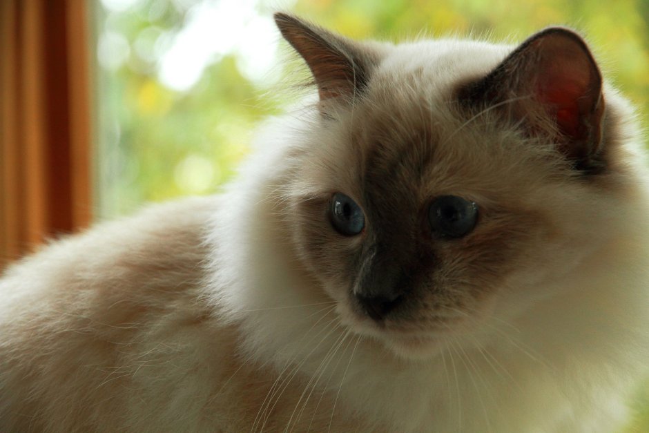 Сиамская Невская маскарадная