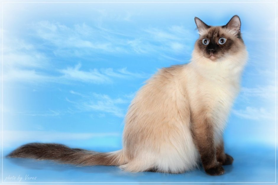 Невская маскарадная гладкошерстная