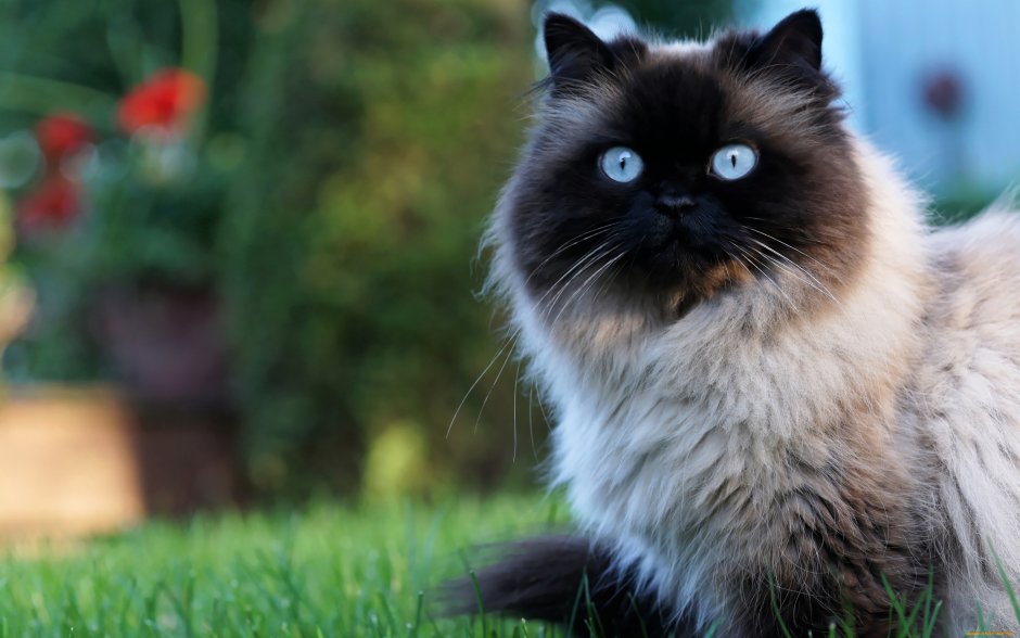 Гималайский Рэгдолл